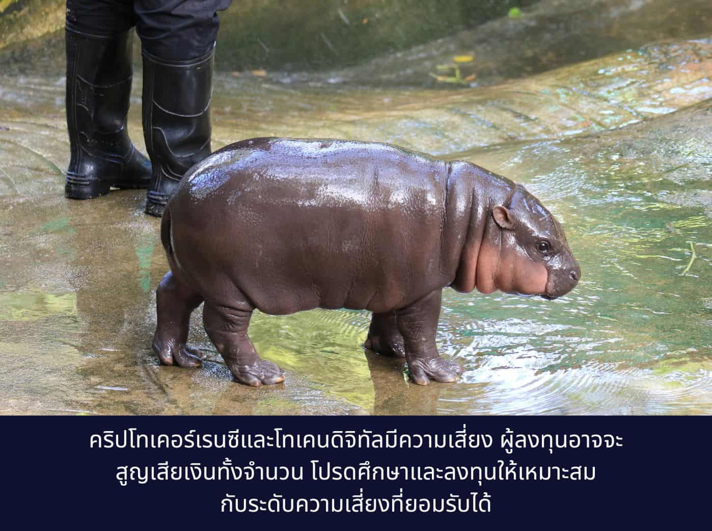adorable baby Pygmy Hippo moodeng