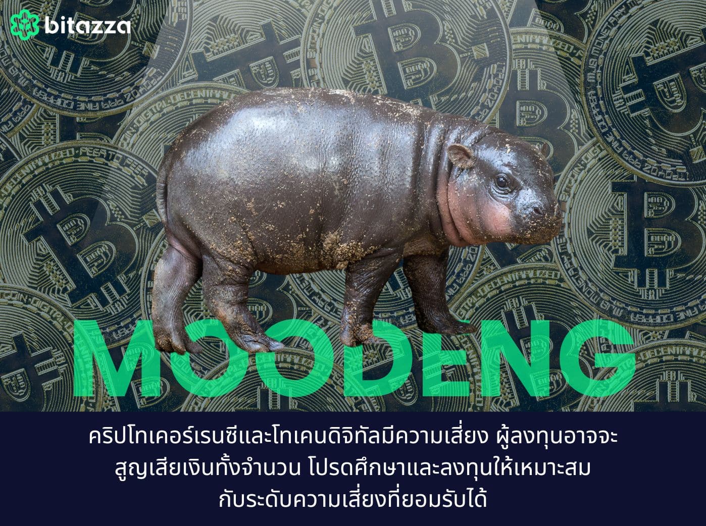 baby pygmy hippo moodeng